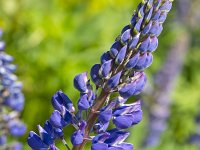 Blauwe lupine  Blue lupin (Lupinus angustifolius); also known as Narrow-leafed lupin. : Growth, Summer, Summertime, Lupinus angustifolius, flower, flowers, flora, floral, vascular, plant, color, colour, vertical