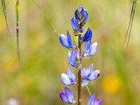 Lupinus angustifolius 34, Blauwe lupine, Saxifraga-Bart Vastenhouw