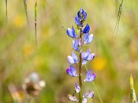 Lupinus angustifolius 35, Blauwe lupine, Saxifraga-Bart Vastenhouw