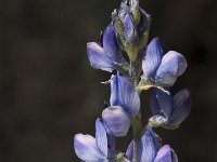 Lupinus angustifolius 9, Blauwe lupine, Saxifraga-Jan van der Straaten
