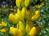 Lupinus luteus 23, Gele lupine, Saxifraga-Hans Grotenhuis
