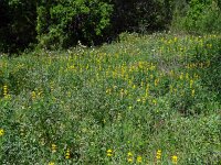 Lupinus luteus 24, Gele lupine, Saxifraga-Hans Grotenhuis