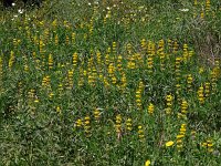 Lupinus luteus 25, Gele lupine, Saxifraga-Hans Grotenhuis