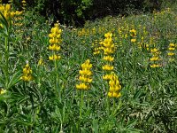 Lupinus luteus 26, Gele lupine, Saxifraga-Hans Grotenhuis
