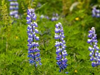 Lupinus nootkatensis, Nootka Lupin