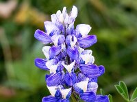 Lupinus nootkatensis 12, Alaska lupine, Saxifraga-Bart Vastenhouw