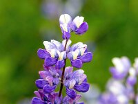 Lupinus nootkatensis 6, Alaska lupine, Saxifraga-Bart Vastenhouw