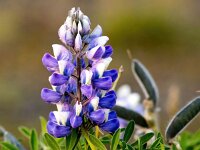 Lupinus nootkatensis 8, Alaska lupine, Saxifraga-Bart Vastenhouw