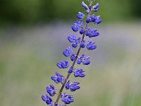 Lupinus polyphyllus 31, Vaste lupine, Saxifraga-Tom Heijnen