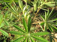 Lupinus polyphyllus 6, Vaste lupine, Saxifraga-Rutger Barendse