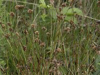 Luzula congesta 7, Dichte veldbies, Saxifraga-Willem van Kruijsbergen