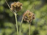 Luzula congesta 9, Dichte veldbies, Saxifraga-Willem van Kruijsbergen