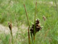 Luzula desvauxii 3, Saxifraga-Ed Stikvoort : Pierre de Haute s9900