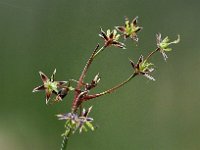 Luzula pilosa 10, Ruige veldbies, Saxifraga-Hans Dekker