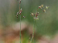 Luzula pilosa 11, Ruige veldbies, Saxifraga-Hans Dekker