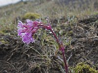 Lychnis alpina 8, Saxifraga-Peter Stein