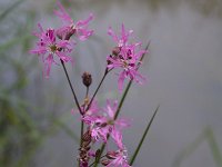 Lychnis flos-cuculi 43, Echte koekoeksbloem, Saxifraga-Jan Nijendijk