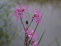 Lychnis flos-cuculi 48, Echte koekoeksbloem, Saxifraga-Jan Nijendijk