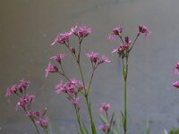 Lychnis flos-cuculi 49, Echte koekoeksbloem, Saxifraga-Jan Nijendijk