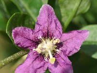 Lycium barbarum 28, Boksdoorn, Saxifraga-Sonja Bouwman