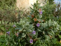 Lycium intricatum 10, Saxifraga-Ed Stikvoort