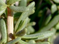 Lycium intricatum 13, Saxifraga-Sonja Bouwman  Lycium intricatum - Solanaceae familie