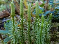 Lycopodium annotinum 26, Stekende wolfsklauw, Saxifraga-Ed Stikvoort