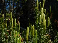 Lycopodium annotinum 27, Stekende wolfsklauw, Saxifraga-Ed Stikvoort (2)