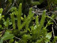 Lycopodium clavatum, Common Clubmoss