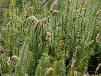 Lycopodium clavatum 46, Grote wolfsklauw, Saxifraga-Tom Heijnen