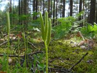 Lycopodium clavatum 51, Grote wolfsklauw, Saxifraga-Hans Grotenhuis