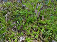 Lycopodium clavatum 53, Grote wolfsklauw, Saxifraga-Hans Grotenhuis