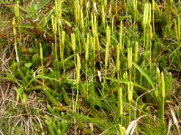 Lycopodium clavatum 54, Grote wolfsklauw, Saxifraga-Hans Grotenhuis