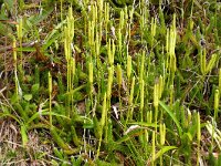 Lycopodium clavatum 56, Grote wolfsklauw, Saxifraga-Hans Grotenhuis