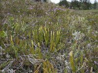 Lycopodium clavatum 58, Grote wolfsklauw, Saxifraga-Willem van Kruijsbergen