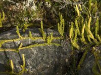 Lycopodium clavatum 6, Grote wolfsklauw, Saxifraga-Willem van Kruijsbergen