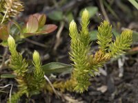 Lycopodium clavatum 60, Grote wolfsklauw, Saxifraga-Willem van Kruijsbergen