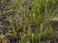 Lycopodium clavatum 62, Grote wolfsklauw, Saxifraga-Willem van Kruijsbergen
