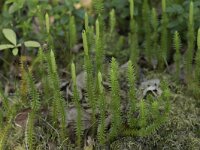Lycopodium clavatum 64, Grote wolfsklauw, Saxifraga-Willem van Kruijsbergen