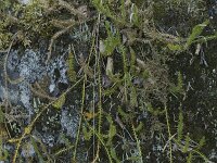 Lycopodium clavatum 65, Grote wolfsklauw, Saxifraga-Willem van Kruijsbergen