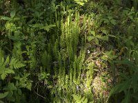 Lycopodium clavatum 66, Grote wolfsklauw, Saxifraga-Willem van Kruijsbergen