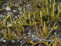 Lycopodium clavatum 67, Grote wolfsklauw, Saxifraga-Willem van Kruijsbergen