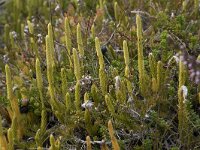 Lycopodium clavatum 68, Grote wolfsklauw, Saxifraga-Willem van Kruijsbergen