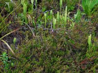 Lycopodium clavatum ssp clavatum 20, Grote wolfsklauw, Saxifraga-Ed Stikvoort