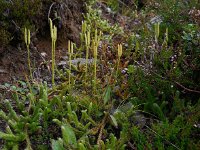 Lycopodium clavatum ssp clavatum 21, Grote wolfsklauw, Saxifraga-Ed Stikvoort