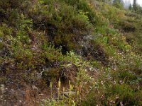 Lycopodium clavatum ssp clavatum 22, Grote wolfsklauw, Saxifraga-Ed Stikvoort