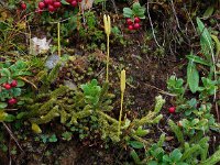 Lycopodium clavatum ssp clavatum 23, Grote wolfsklauw, Saxifraga-Ed Stikvoort