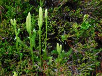 Lycopodium clavatum ssp clavatum 24, Grote wolfsklauw, Saxifraga-Ed Stikvoort