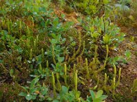 Lycopodium clavatum ssp monostachyon 26, Saxifraga-Ed Stikvoort