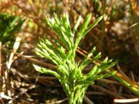 Lycopodium tristachyum 6, Kleine wolfsklauw, Saxifraga-Rutger Barendse